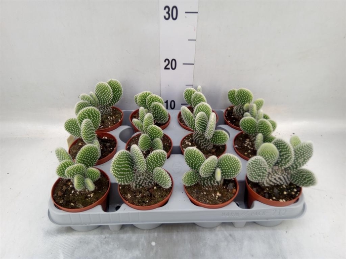 <h4>Opuntia microdasys 'Albispina'</h4>
