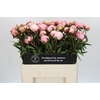 Paeonia Sarah Bernhardt