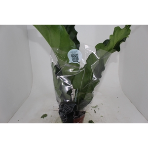 ANTHURIUM PLOWMANII P19