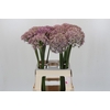 Allium Pink Jewel