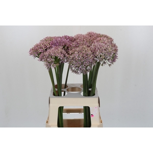 Allium Pink Jewel