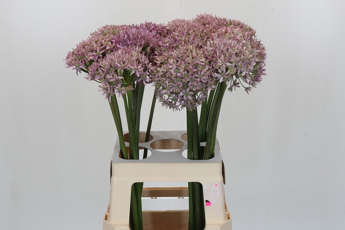 <h4>Allium Pink Jewel</h4>