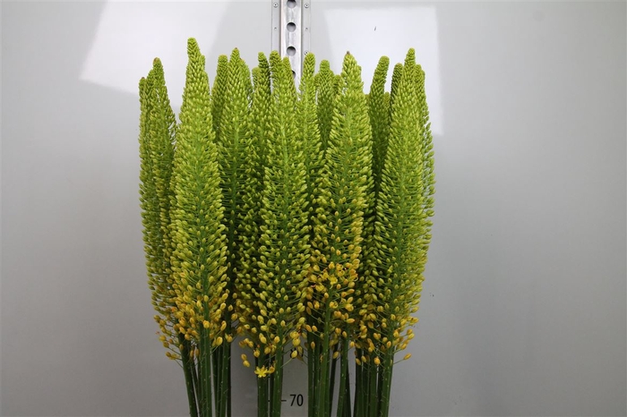 <h4>Eremurus Pink Floyd</h4>