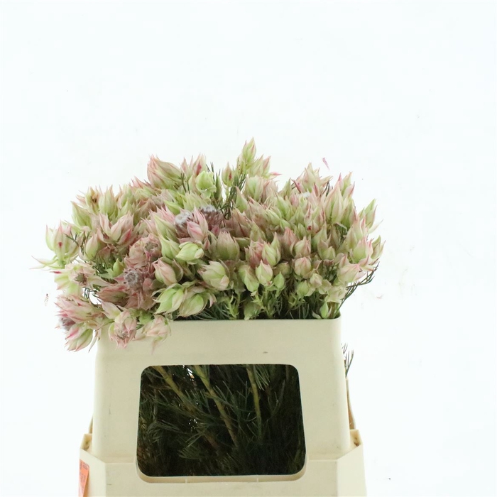 <h4>Blushing Bridal Pink 3-5 Blooms</h4>