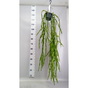 Rhipsalis   ...