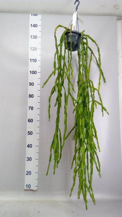 <h4>Rhipsalis   ...</h4>