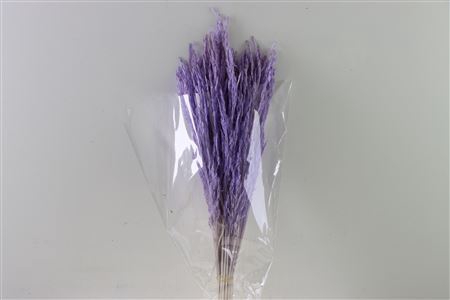 Dried Rice Grass Milka Bunch Slv