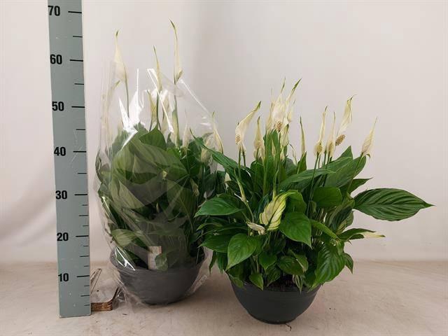 <h4>SPATH CHOPIN</h4>