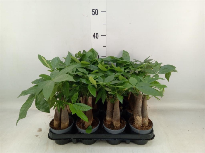 <h4>Pachira aquatica</h4>