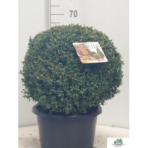 BUXU SEMPERVIRENS