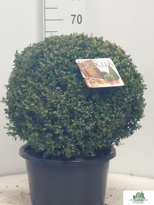 <h4>BUXU SEMPERVIRENS</h4>