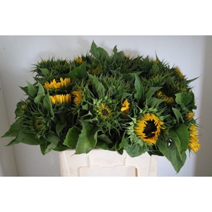 Helianthus Sunrich Orange