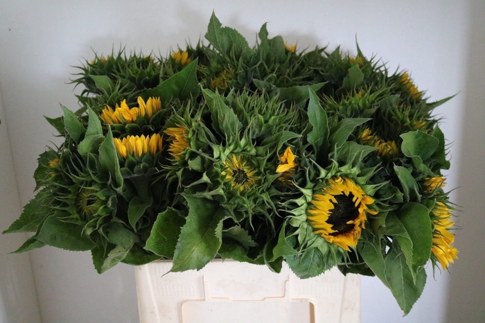 <h4>Helianthus Sunrich Orange</h4>