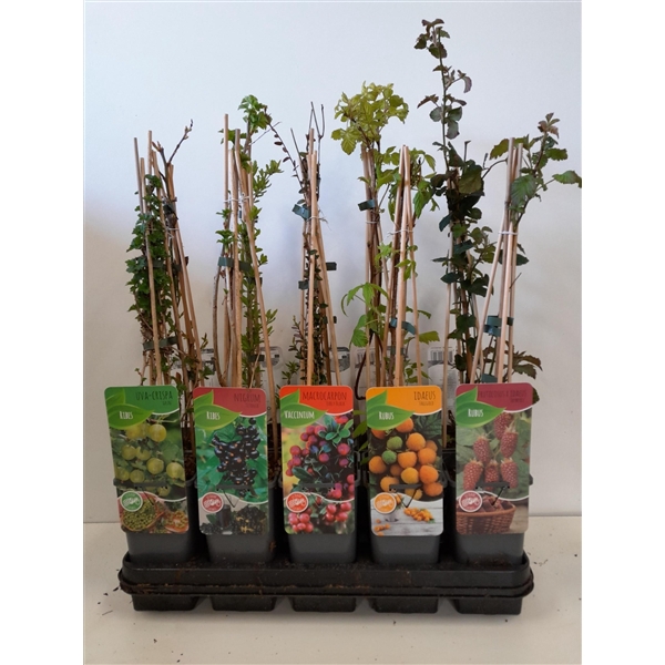 <h4>Fruitmix; Ribes, Rubus, Vaccinimum, Lycium</h4>