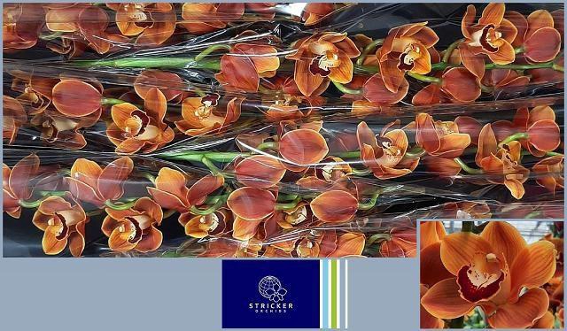 <h4>CYMB T RENE S WISH</h4>