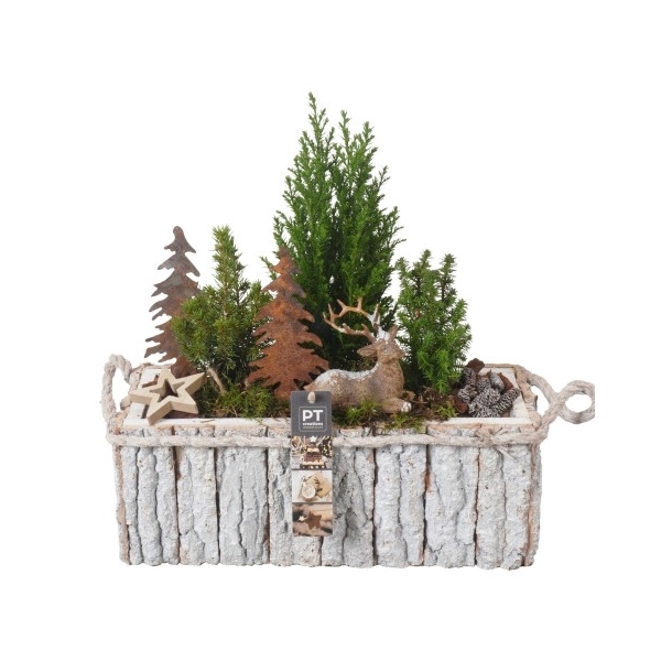 <h4>PTCWW2748 Arrangement Winter in hout kist</h4>