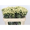 Hypericum Cool Romance