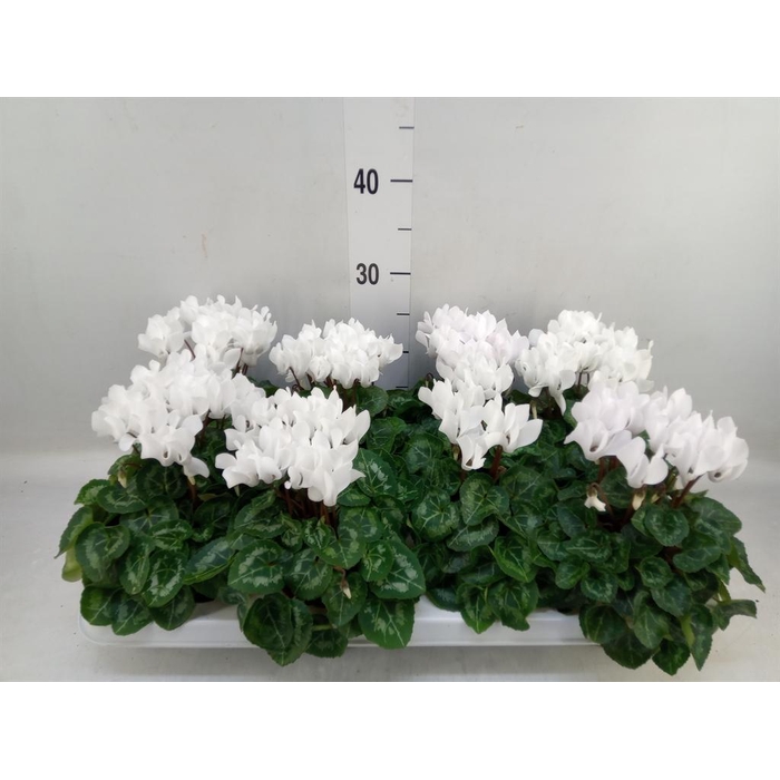 <h4>Cyclamen KL   ...patio</h4>