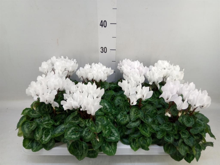 Cyclamen KL   ...patio