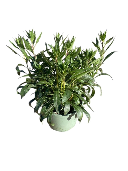 Gaura Whirling Butterf