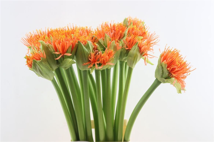 <h4>Scadoxus Orange Wonder</h4>