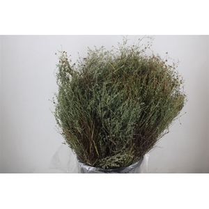 Thym Falso 400gr P Bunch