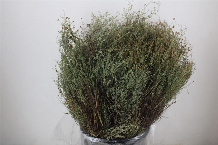 <h4>Thym Falso 400gr P Bunch</h4>
