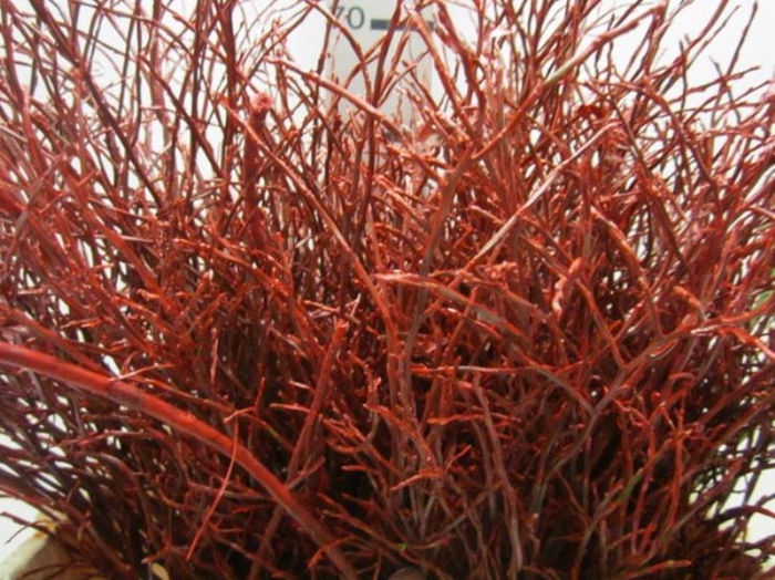 <h4>Heidelbeer Rood</h4>