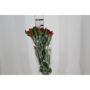 ALSTROEMERIA FLAME 080 CM