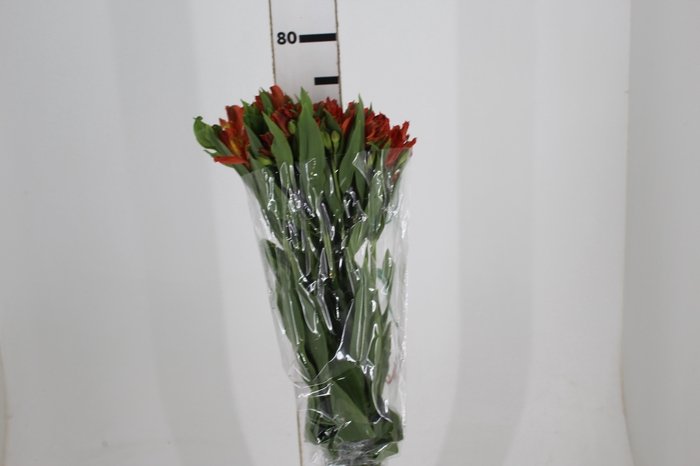 <h4>ALSTROEMERIA FLAME 080 CM</h4>