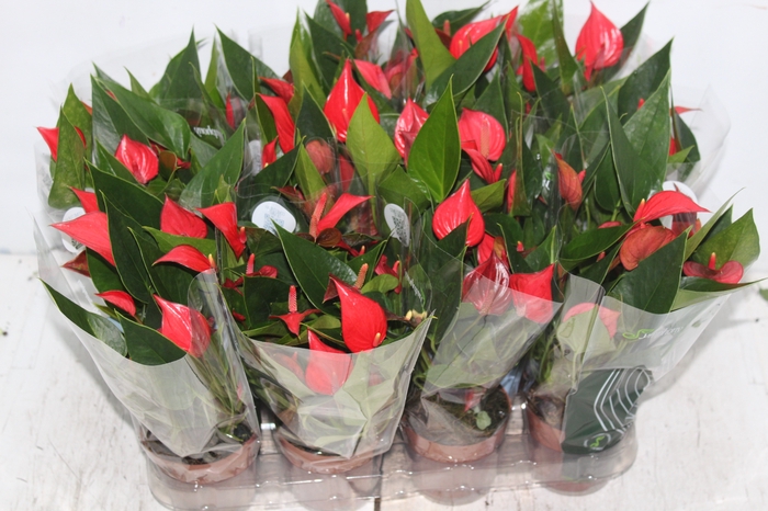 <h4>ANTHURIUM MINI MILLION PURE P09</h4>