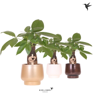 Kolibri Greens Pachira in Scandic pot gold mix