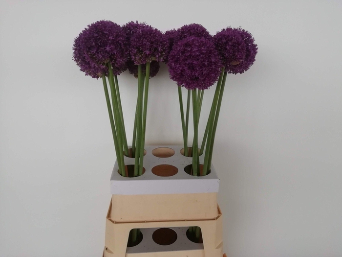 <h4>ALLIUM AMBASSADOR</h4>