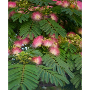 Albizia julibrissin
