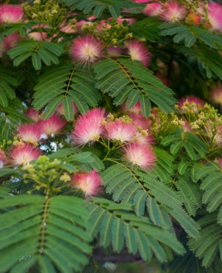 <h4>Albizia julibrissin</h4>