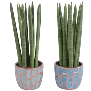 Sansevieria Cylindrica Straight 11 Leaf in Ø10cm Ceramic EV364