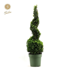 Buxus semp. Spiral 70cm