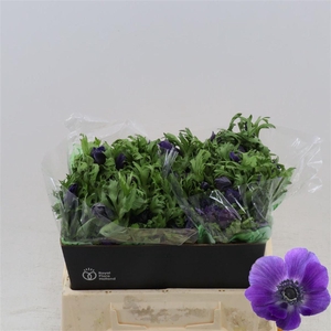 Anemone Galil Blauw