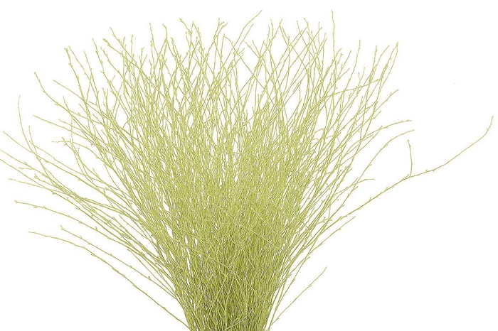 <h4>Berk 70cm Creme Pbs</h4>