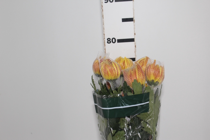 <h4>ANASTASIA DARK FUEGO 080 CM</h4>