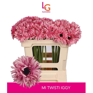 Germini Spider Twisti Iggy Water x60