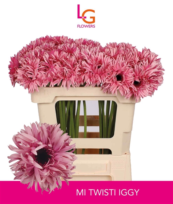 <h4>Germini Spider Twisti Iggy Water x60</h4>