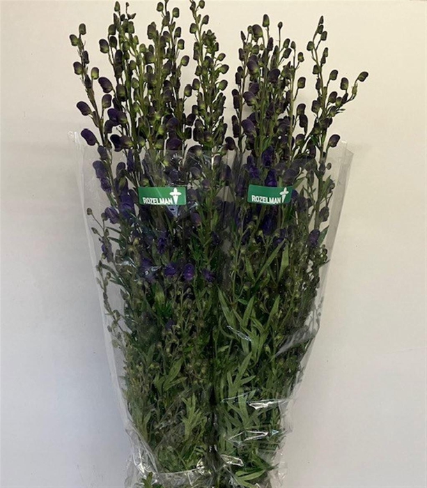 <h4>Aconitum napellus subsp. pyramidale</h4>