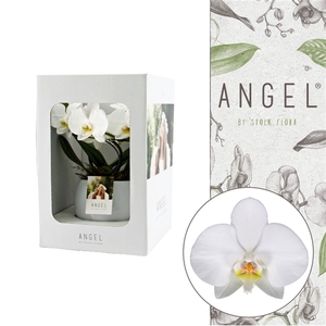 Angel | Showbox White in Lisa white pot | Phalaenopsis 2 spike