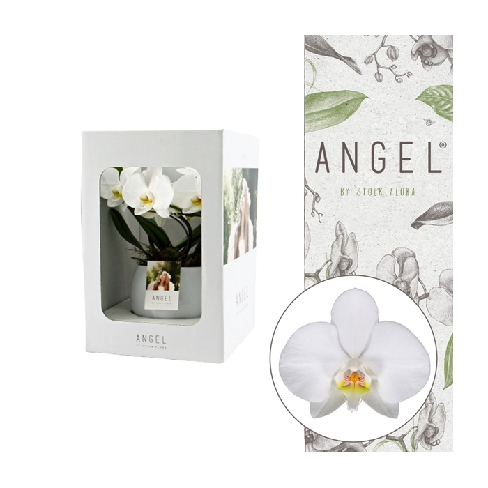 <h4>Angel | Showbox White in Lisa white pot | Phalaenopsis 2 spike</h4>