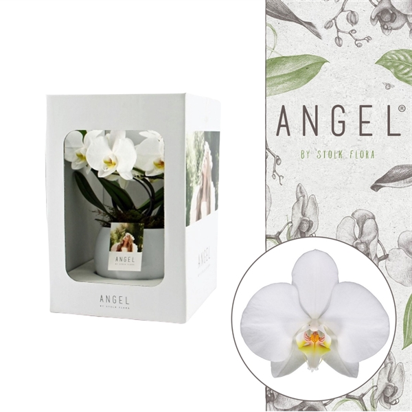 <h4>Angel | Showbox White in Lisa white pot | Phalaenopsis 2 spike</h4>