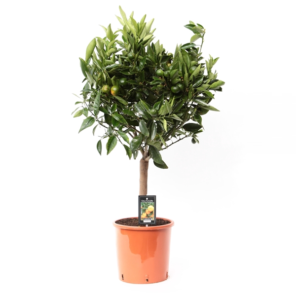 <h4>Citrus limon Tango Mandarin</h4>
