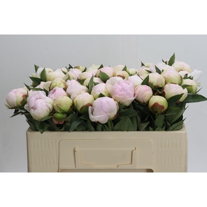 Paeonia Florence Nicholls