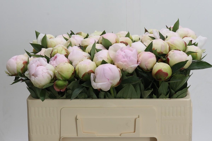 <h4>Paeonia Florence Nicholls</h4>