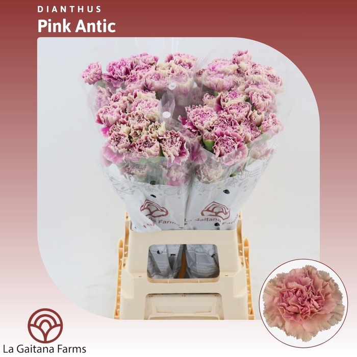 <h4>Dianthus St Pink-antic</h4>